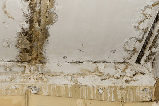 Trusted West Allis, WI Mold Remediation Experts